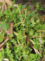 Rotala rotundifolia