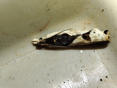 Lobesia arzilae