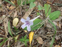 Streptocarpus rexii