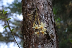 Dendrobium heterocarpum