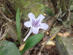 Streptocarpus rexii