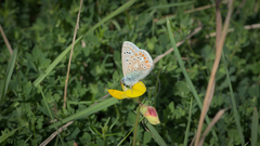 Polyommatus icarus