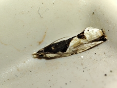 Lobesia arzilae
