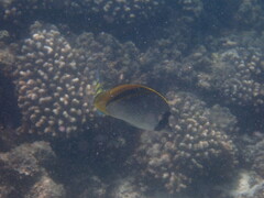 Chaetodon lineolatus
