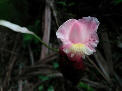 Costaceae