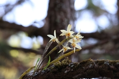 Dendrobium heterocarpum