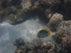 Chaetodon melannotus