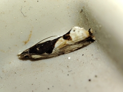 Lobesia arzilae