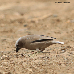 Pseudonigrita arnaudi