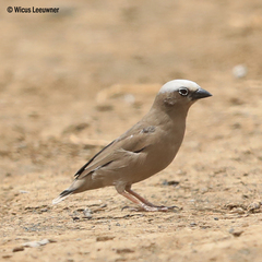 Pseudonigrita arnaudi