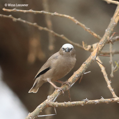 Pseudonigrita arnaudi