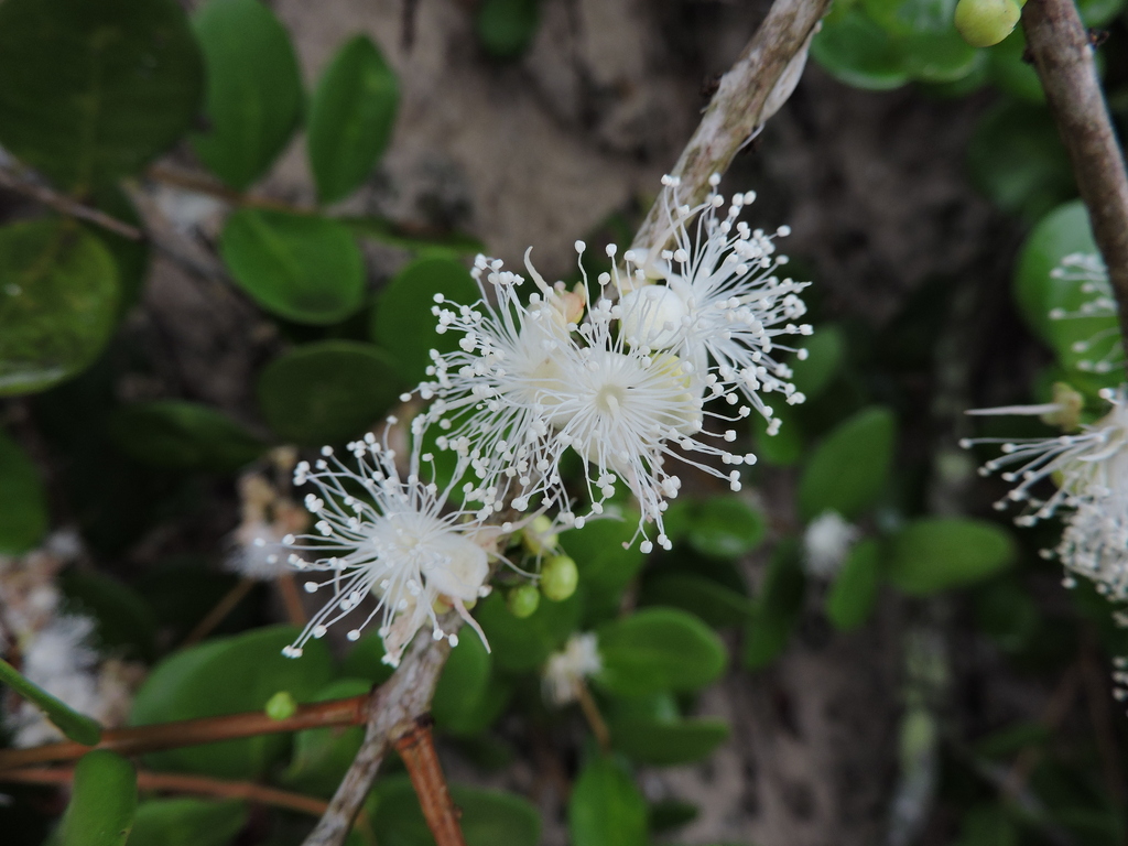 Eugenia catharinae