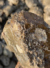 Macrophiothrix