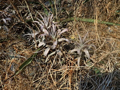Tillandsia latifolia