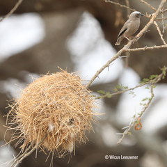 Pseudonigrita arnaudi