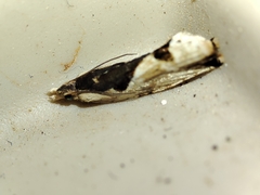 Lobesia arzilae