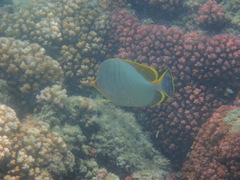 Chaetodon xanthocephalus