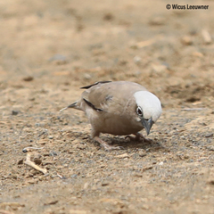 Pseudonigrita arnaudi