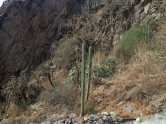 Trichocereus cuzcoensis