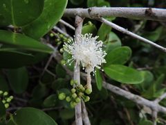 Eugenia catharinae