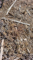 Lampranthus spiniformis