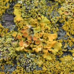 Xanthoria parietina