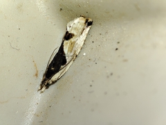 Lobesia arzilae