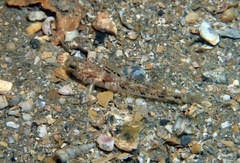 Pomatoschistus pictus