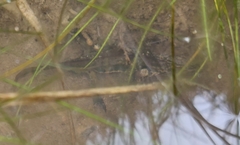 Pleurodelinae