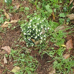 Galanthus nivalis
