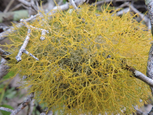 Golden Hair-lichen
