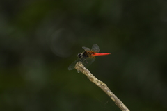 Aethriamanta brevipennis