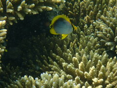 Chaetodon melannotus