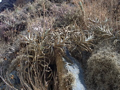 Tillandsia latifolia