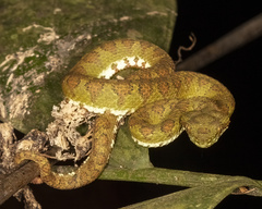 Bothriechis supraciliaris