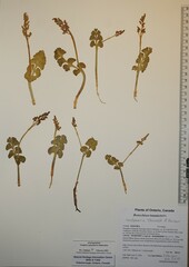 Botrychium neolunaria