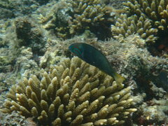 Thalassoma hebraicum
