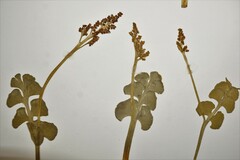 Botrychium neolunaria