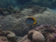 Chaetodon melannotus