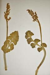 Botrychium neolunaria