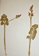 Botrychium neolunaria