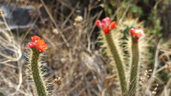 Corryocactus erectus