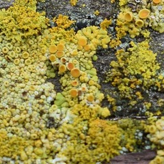 Xanthoria parietina