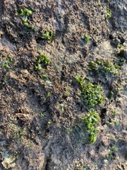 Ulvaceae