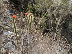 Corryocactus erectus