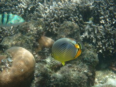 Chaetodon trifasciatus