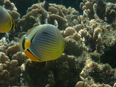 Chaetodon trifasciatus