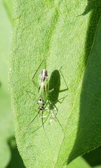 Ilnacora malina