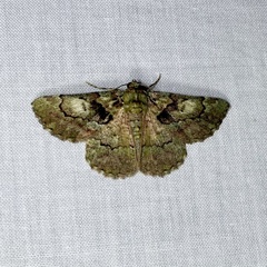 Aeolochroma turneri