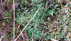 Lysimachia tenella